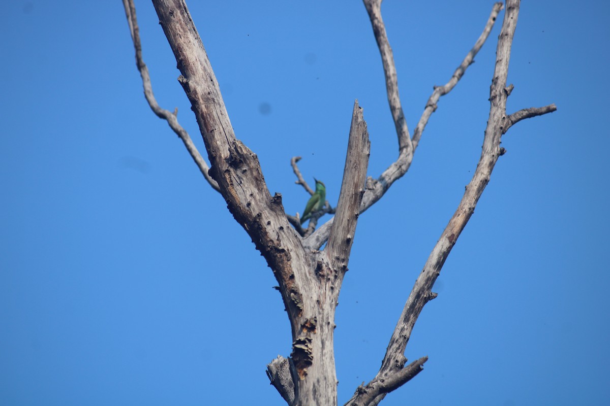 leafbird sp. - ML614981225