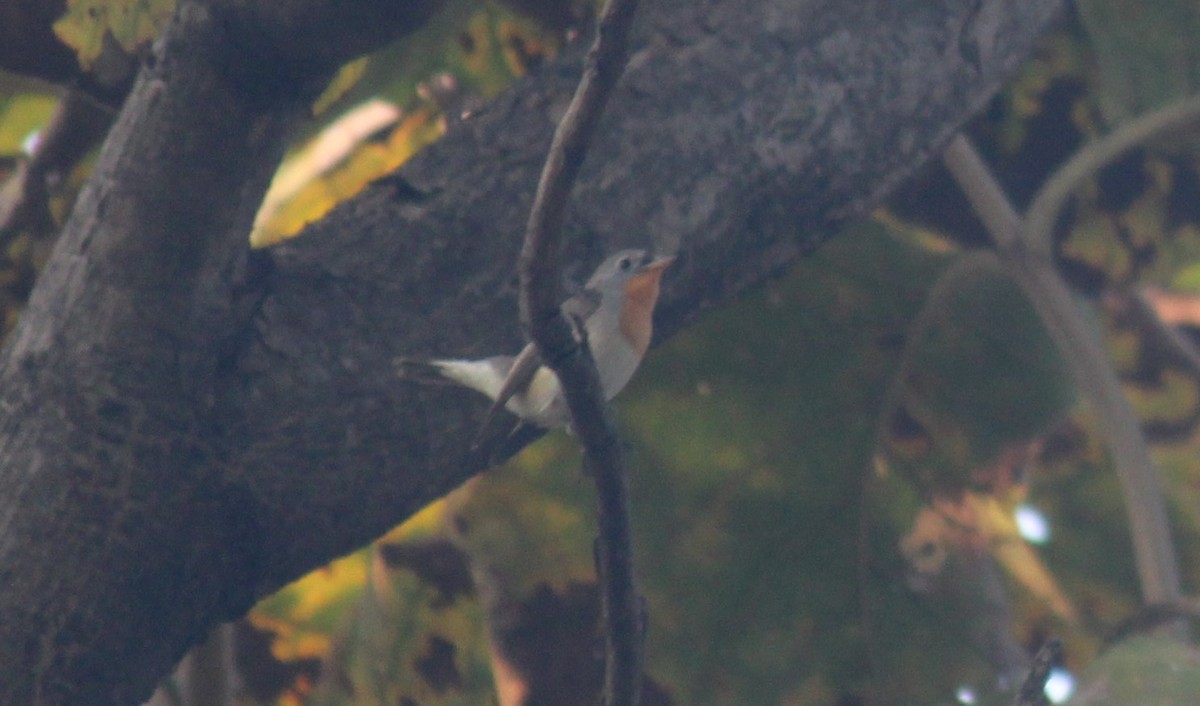 Taiga Flycatcher - ML614981250