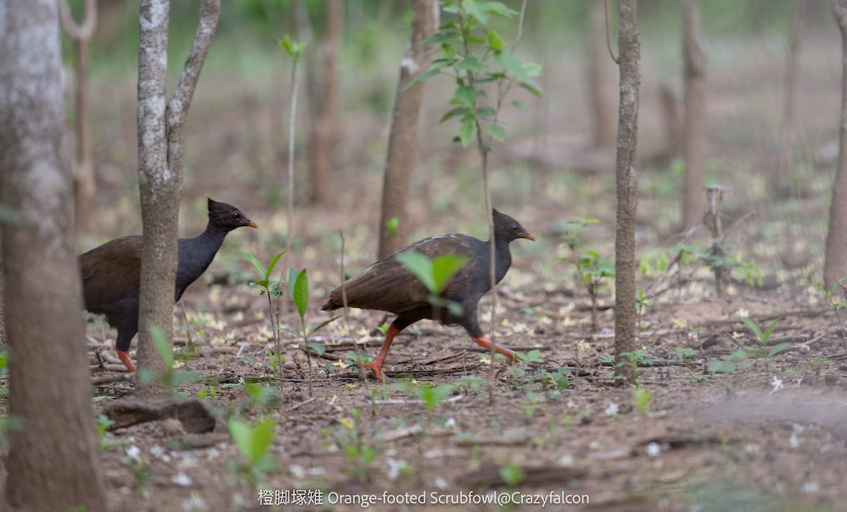 Orange-footed Megapode - ML614981278