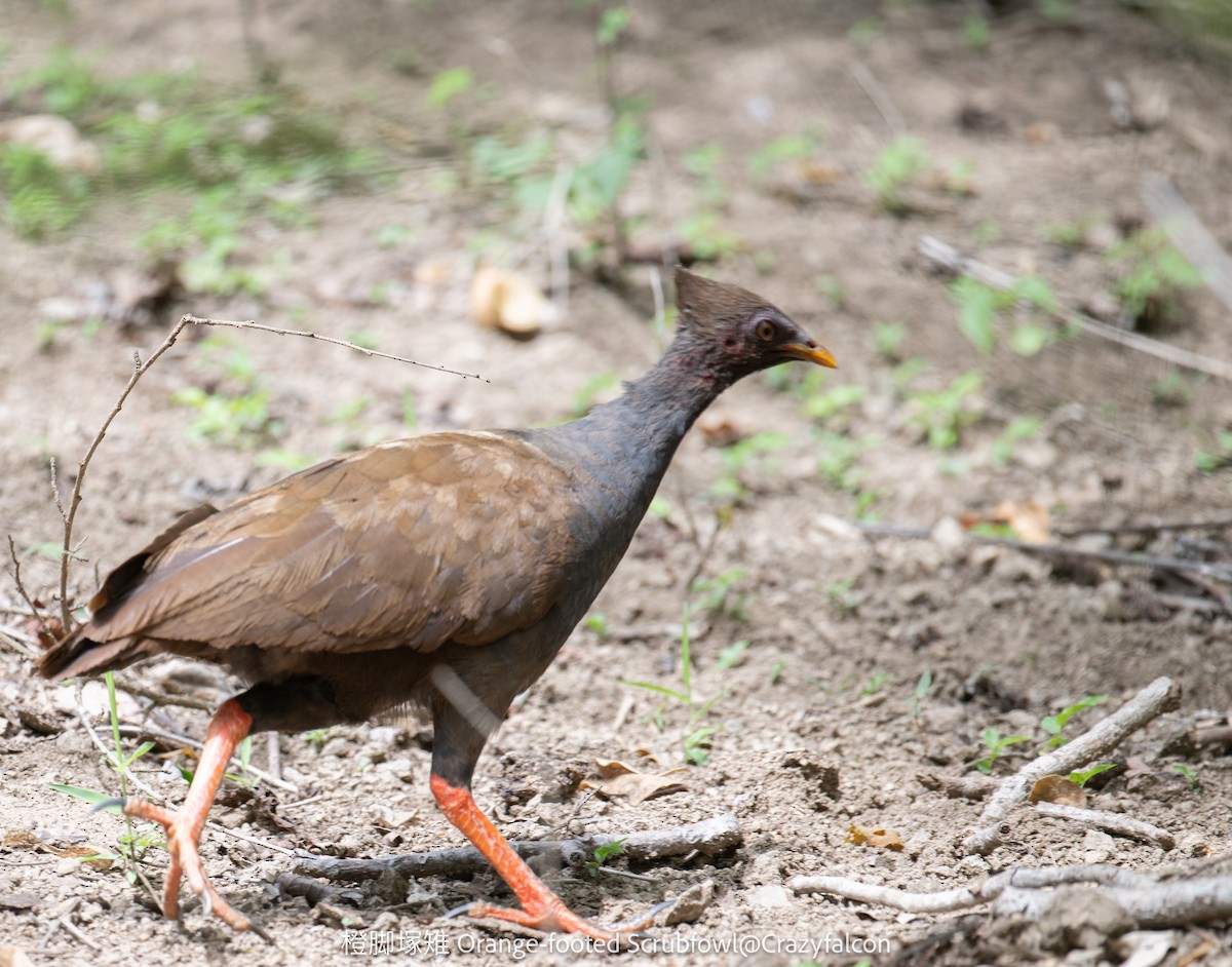 Orange-footed Megapode - ML614981285