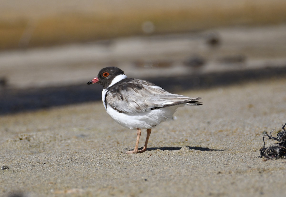 Hooded Plover - ML614981292