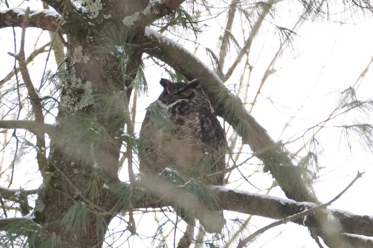 Great Horned Owl - ML614981301