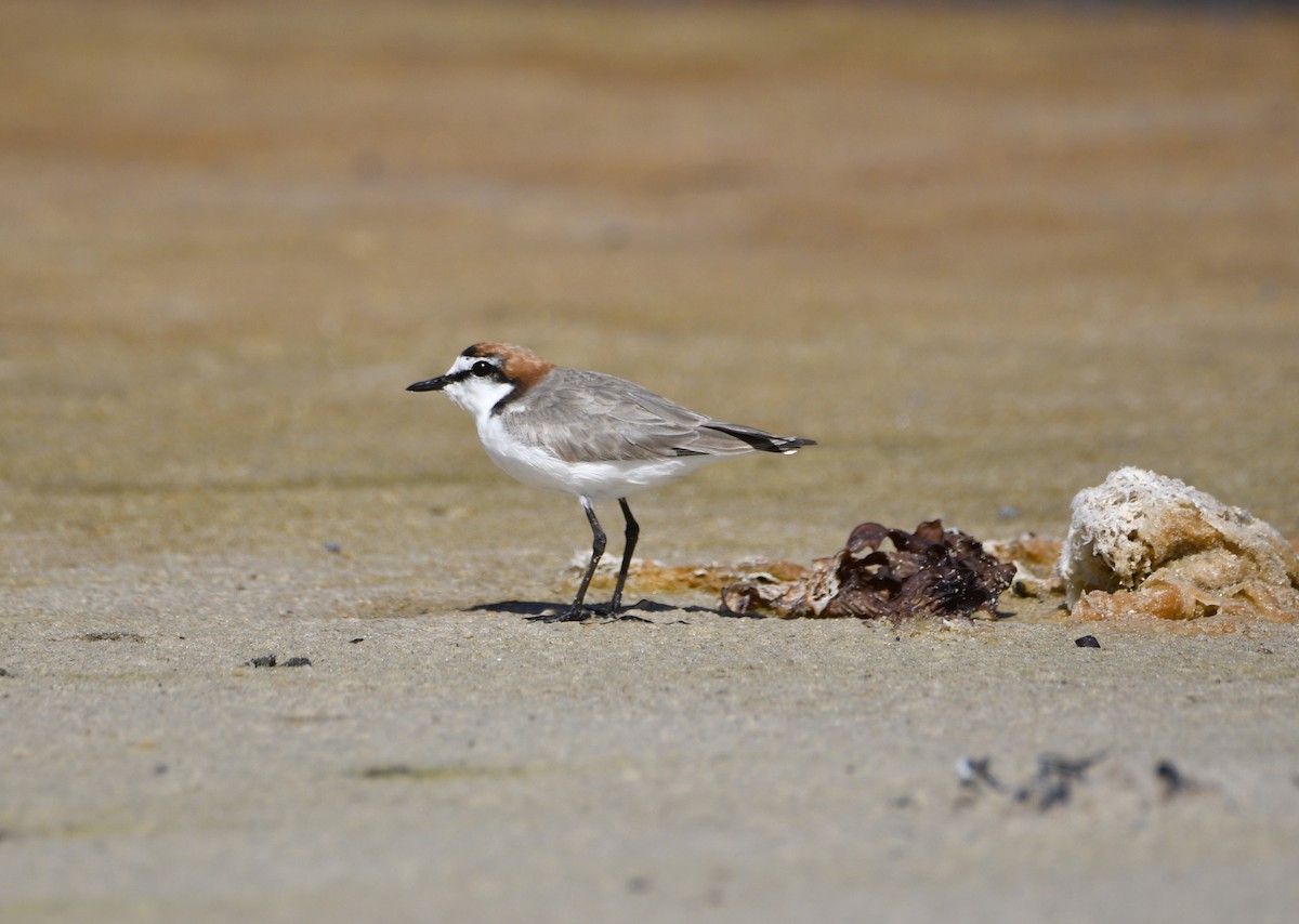 Red-capped Plover - ML614981307