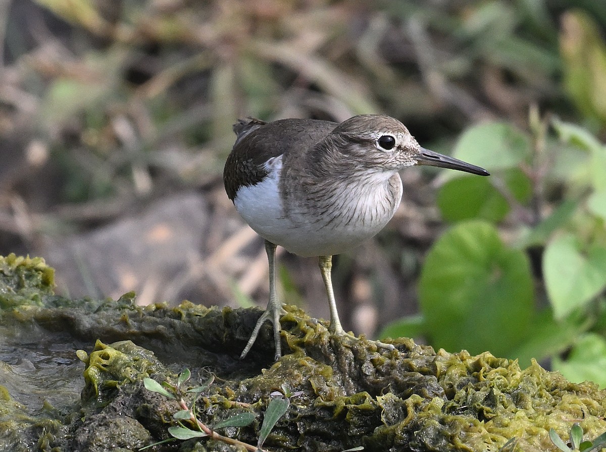 Common Sandpiper - ML614981397