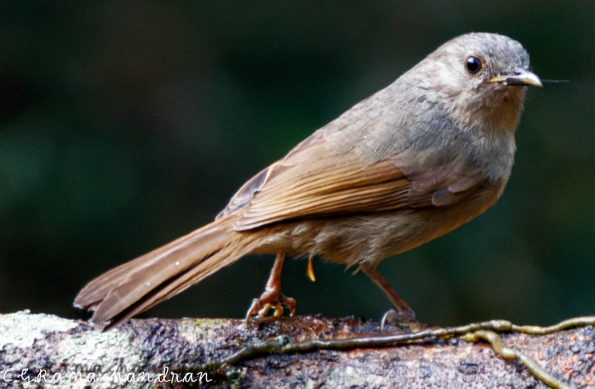 Brown-cheeked Fulvetta - C G  Ramachandran