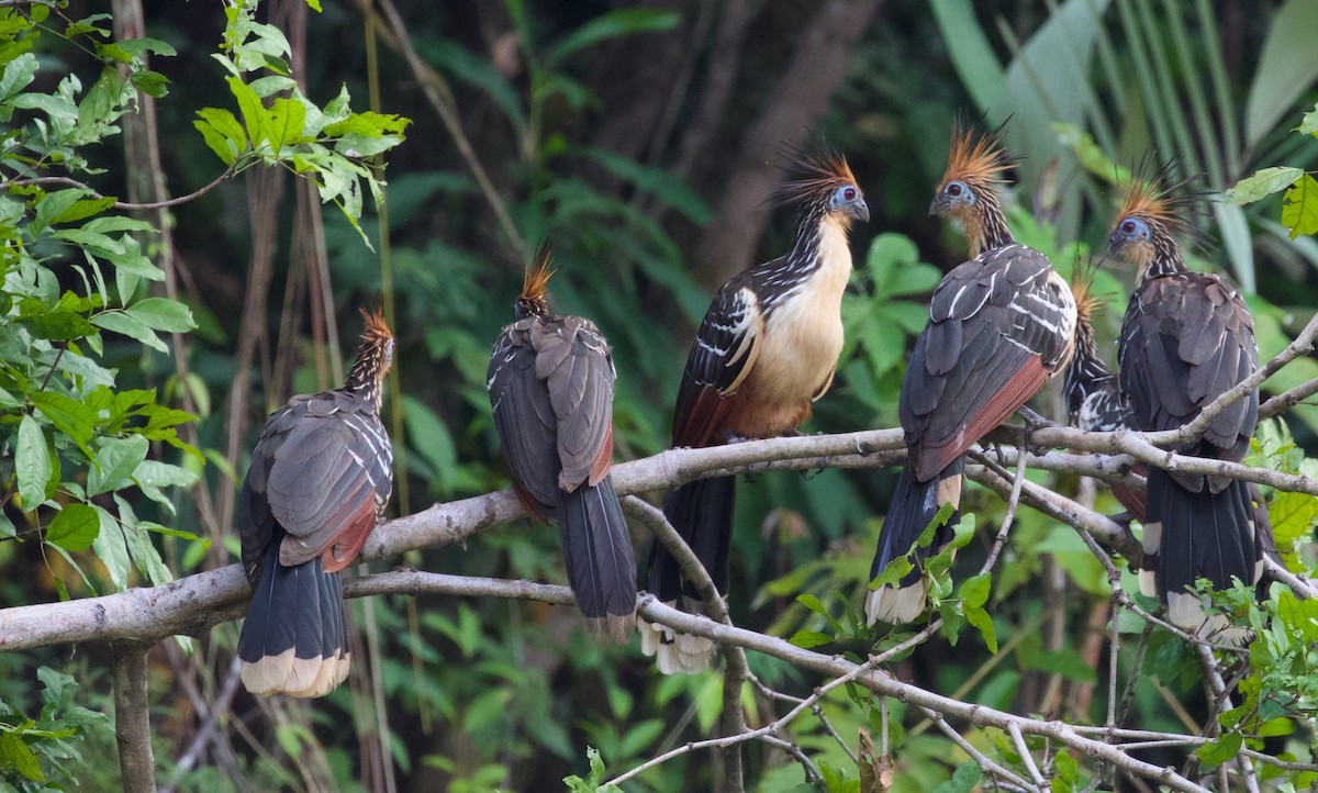 Hoatzin - Luciano Naka