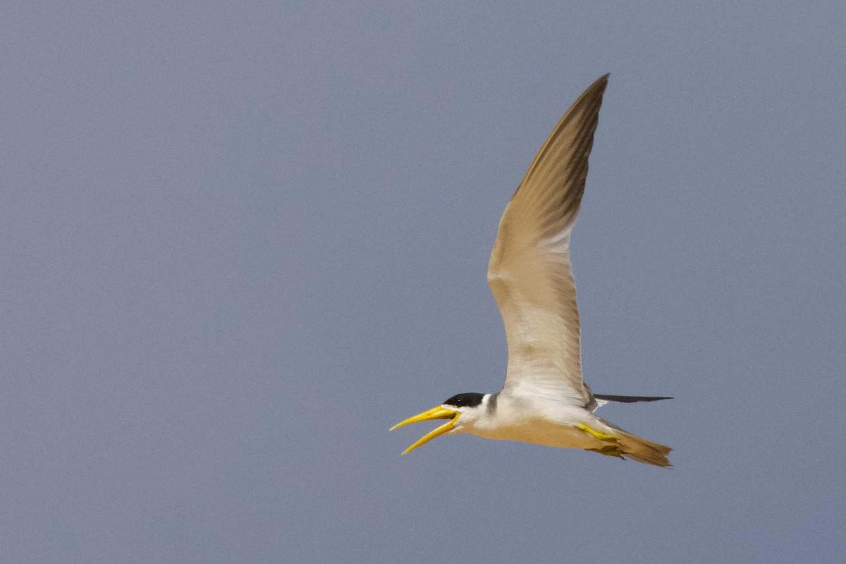 Large-billed Tern - Luciano Naka