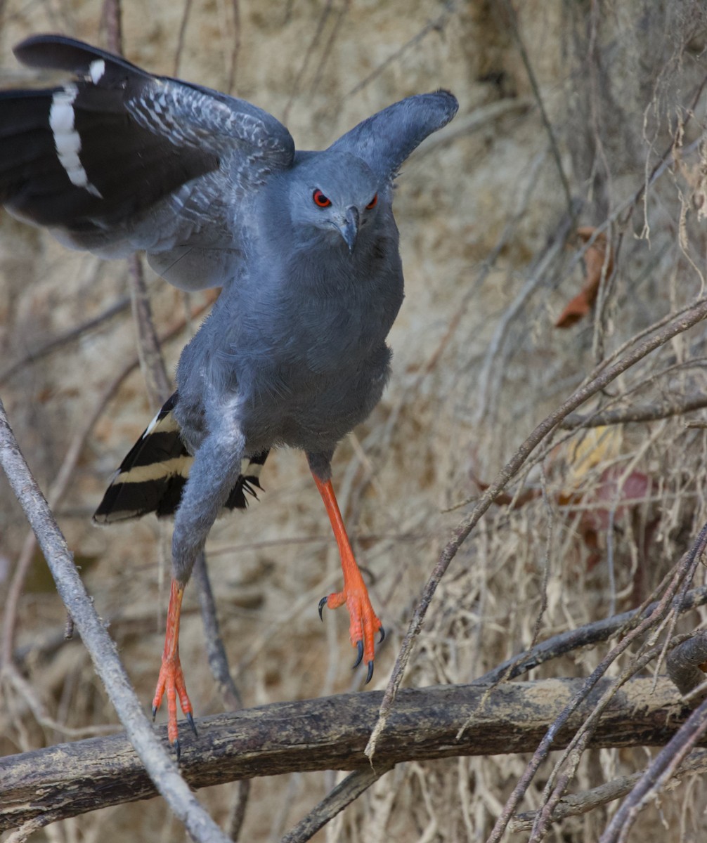 Crane Hawk - ML614981613