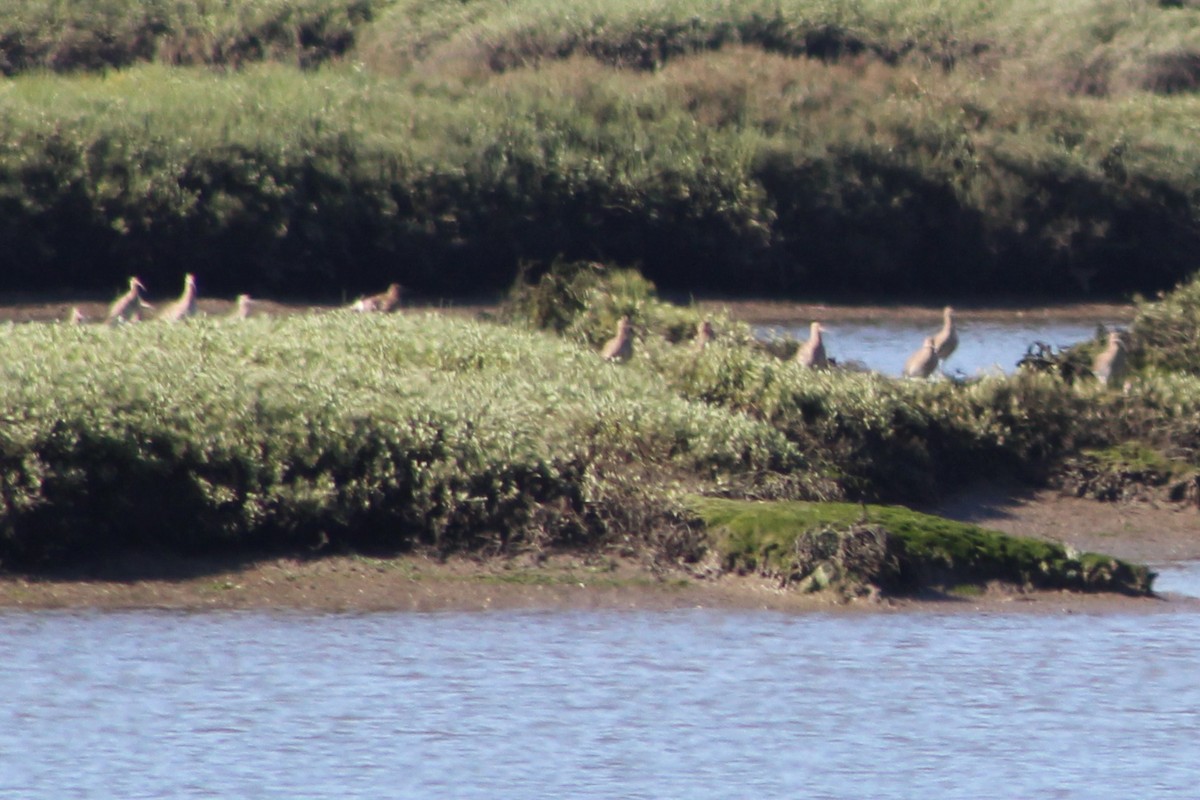 Eurasian Curlew - ML614981634