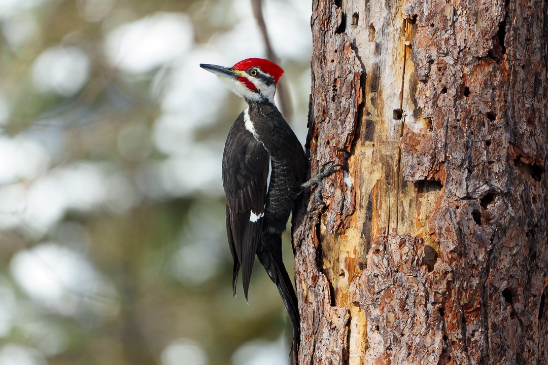 Pileated Woodpecker - ML614981638