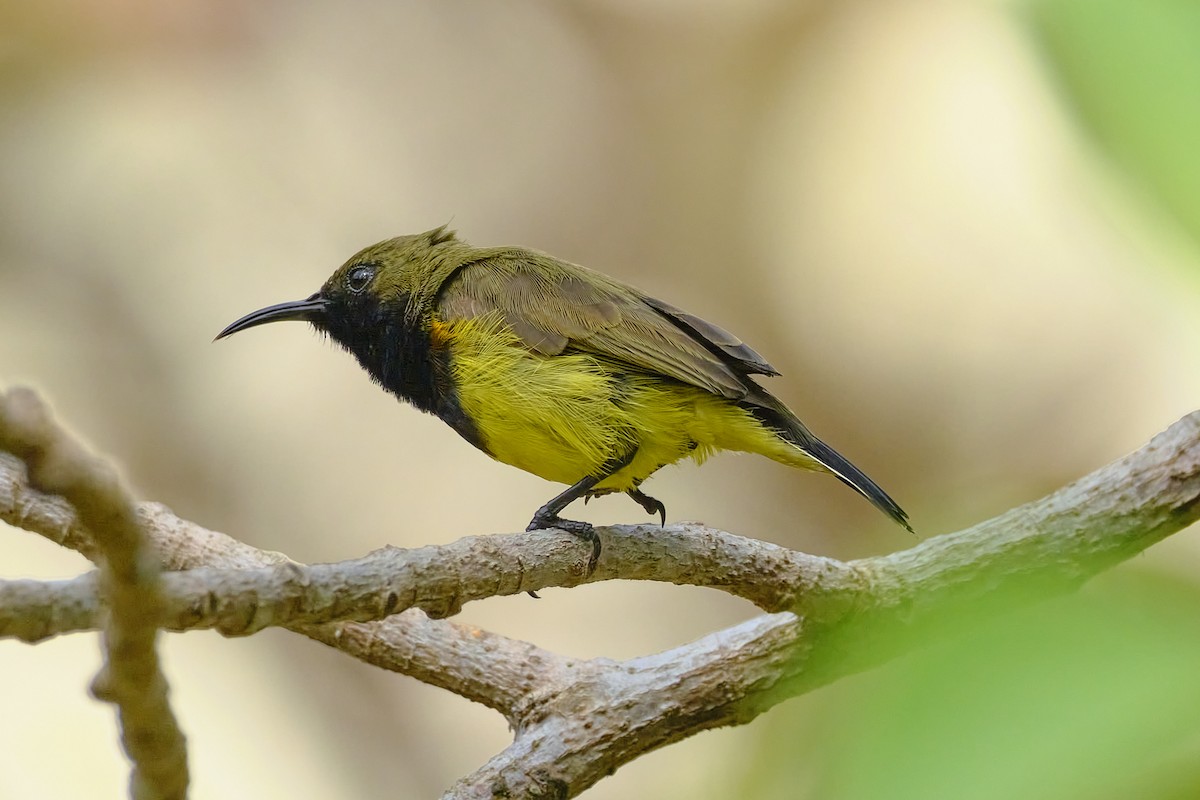 Ornate Sunbird (Cream-bellied) - ML614981641