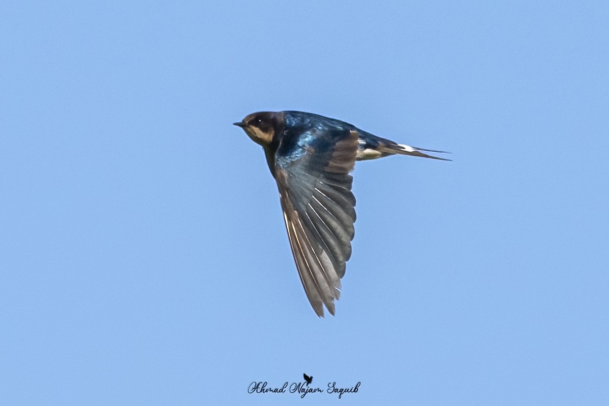 Barn Swallow - ML614981652