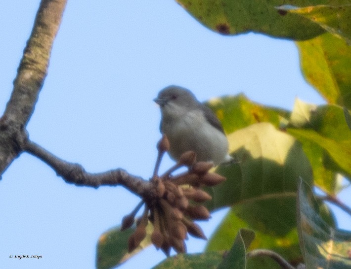 Thick-billed Flowerpecker - ML614981659