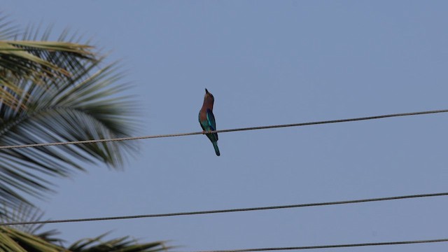 Indian Roller - ML614981681