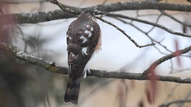 Sharp-shinned Hawk - ML614981711