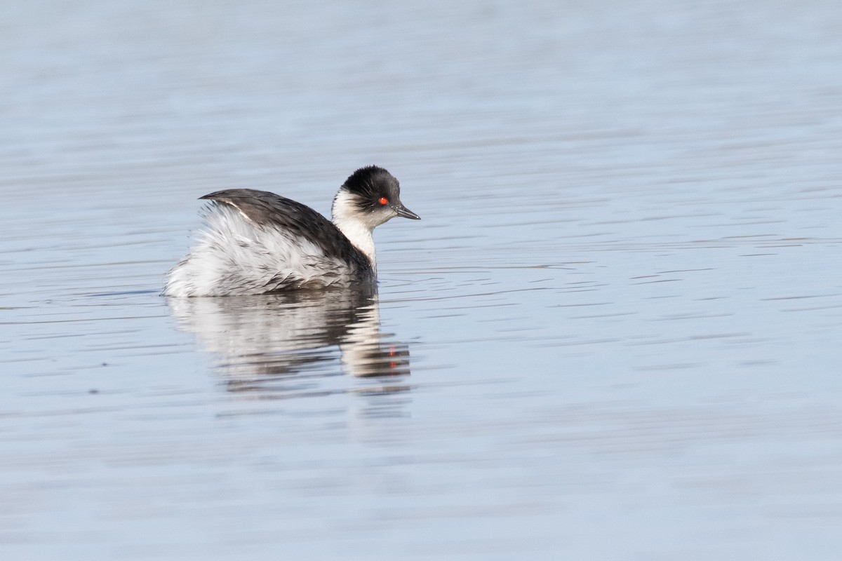 potápka stříbřitá (ssp. juninensis) - ML614981723