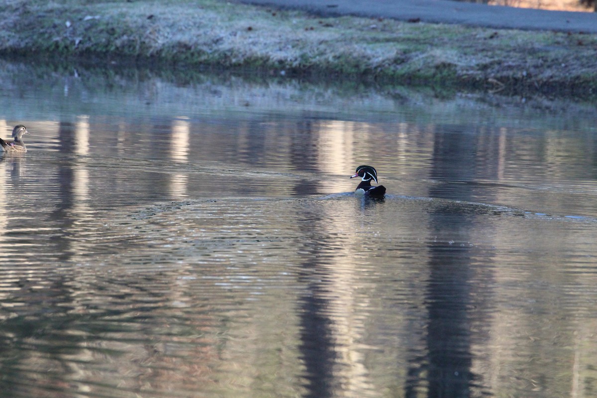 Wood Duck - ML614981725