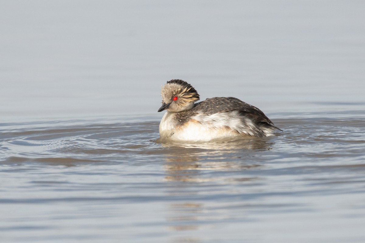 Silvery Grebe - ML614981733