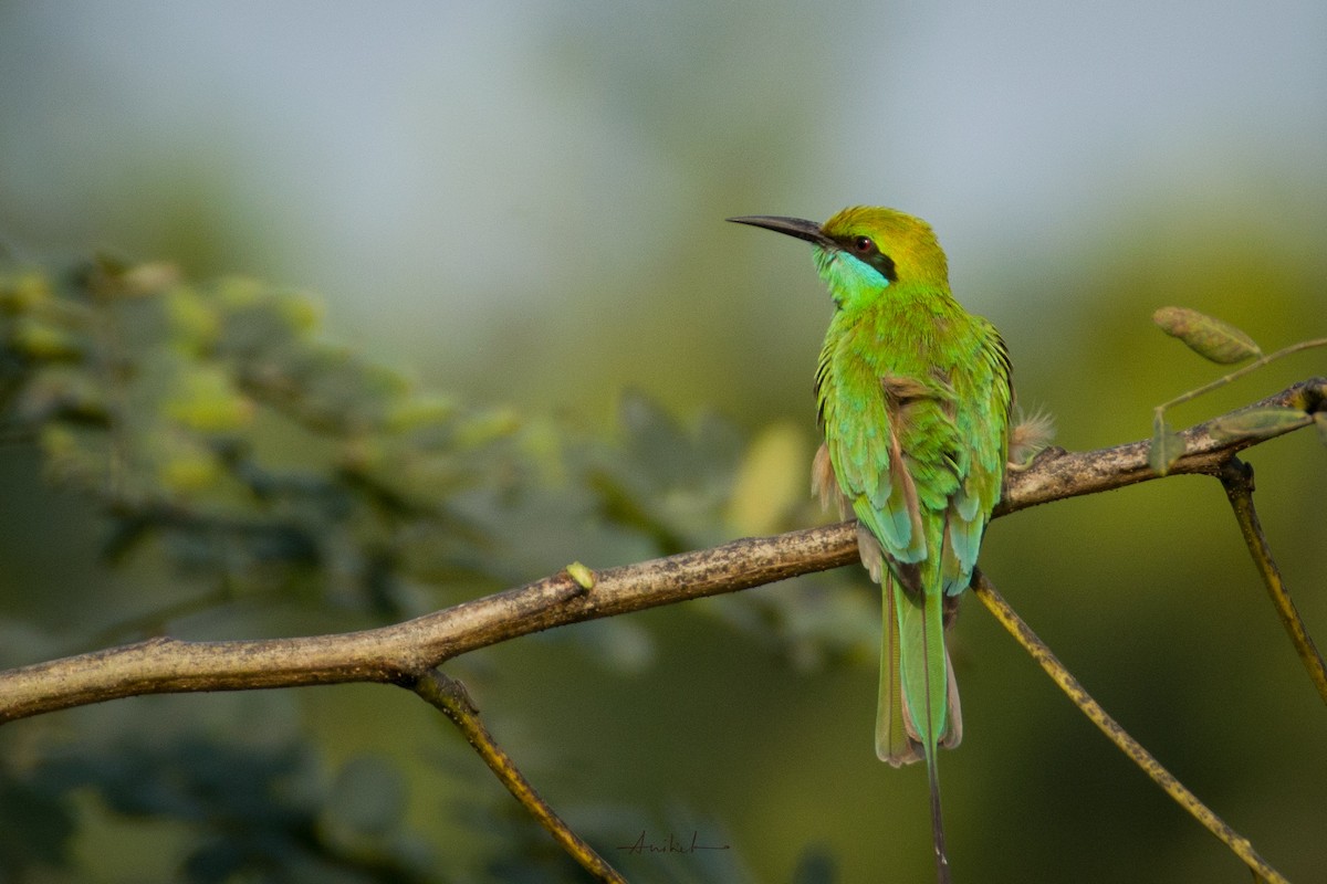 Asian Green Bee-eater - ML614981800
