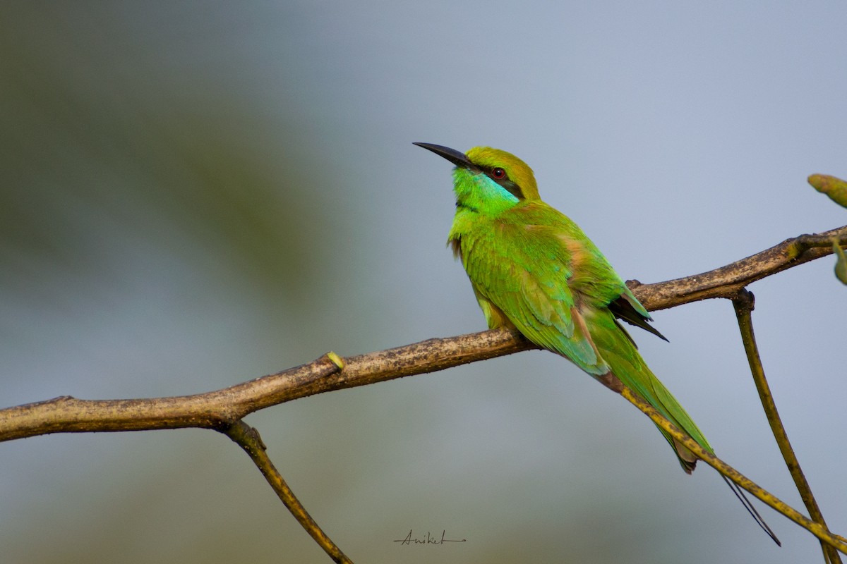Asian Green Bee-eater - ML614981801