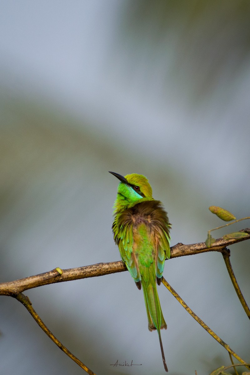 Asian Green Bee-eater - ML614981802