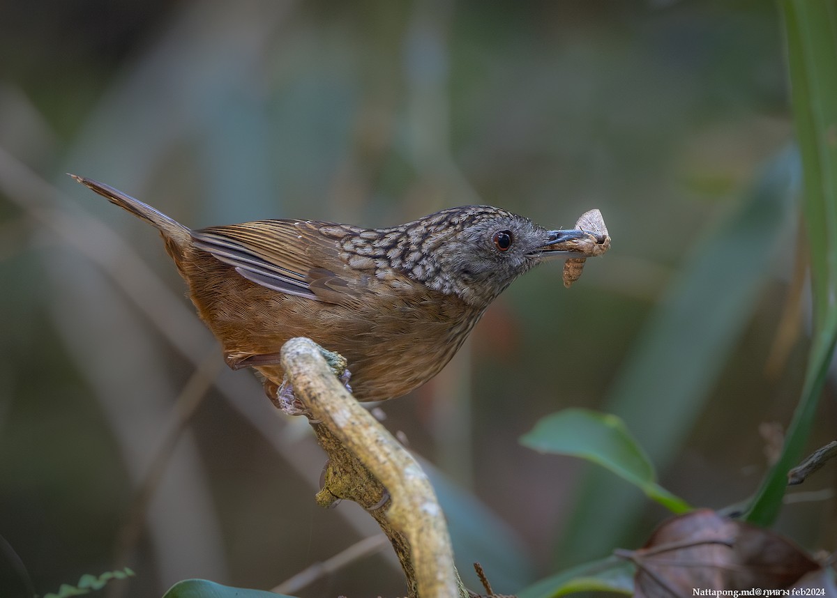 Streaked Wren-Babbler - Nattapong Banhomglin