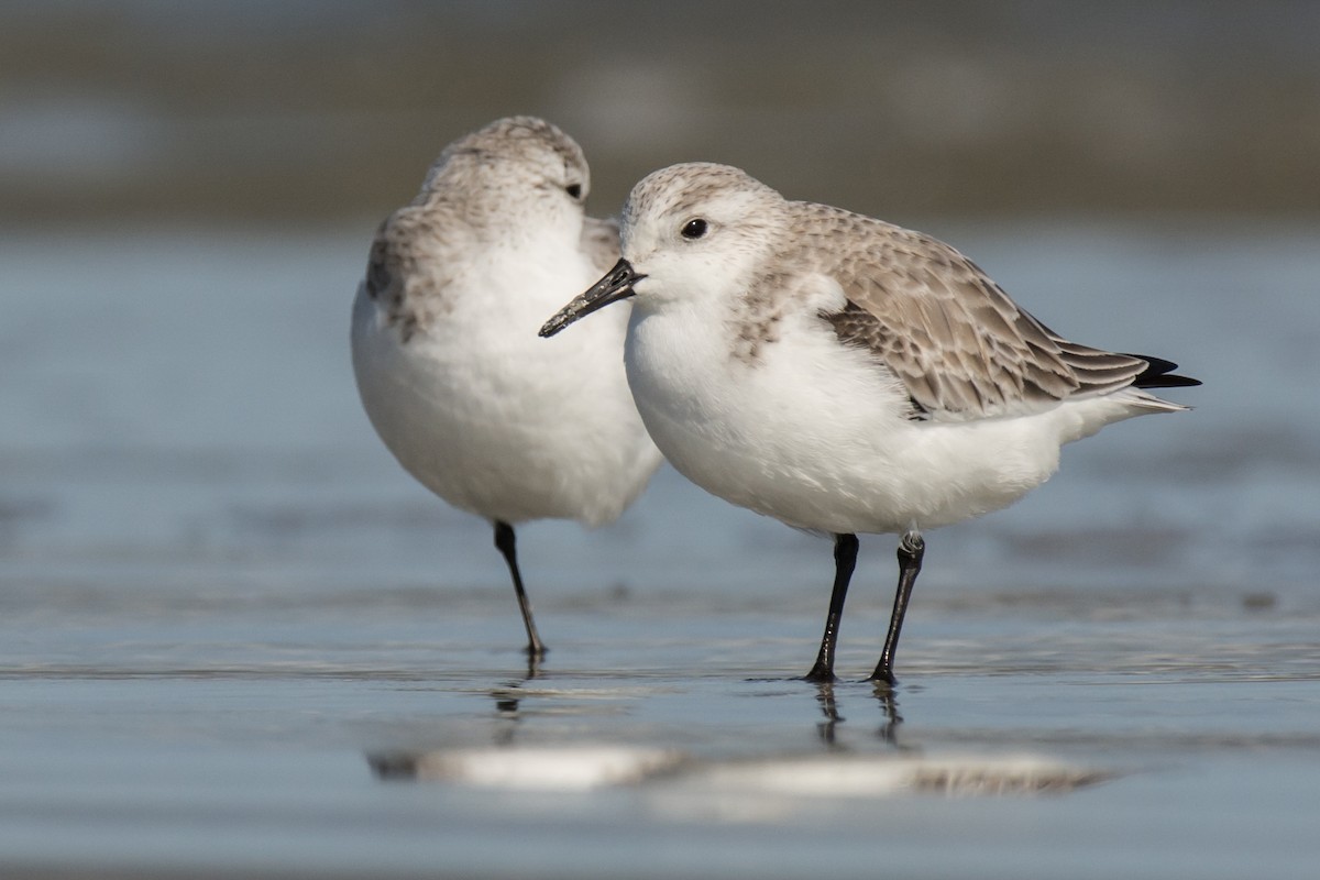 Sanderling - Jennifer Alvarado