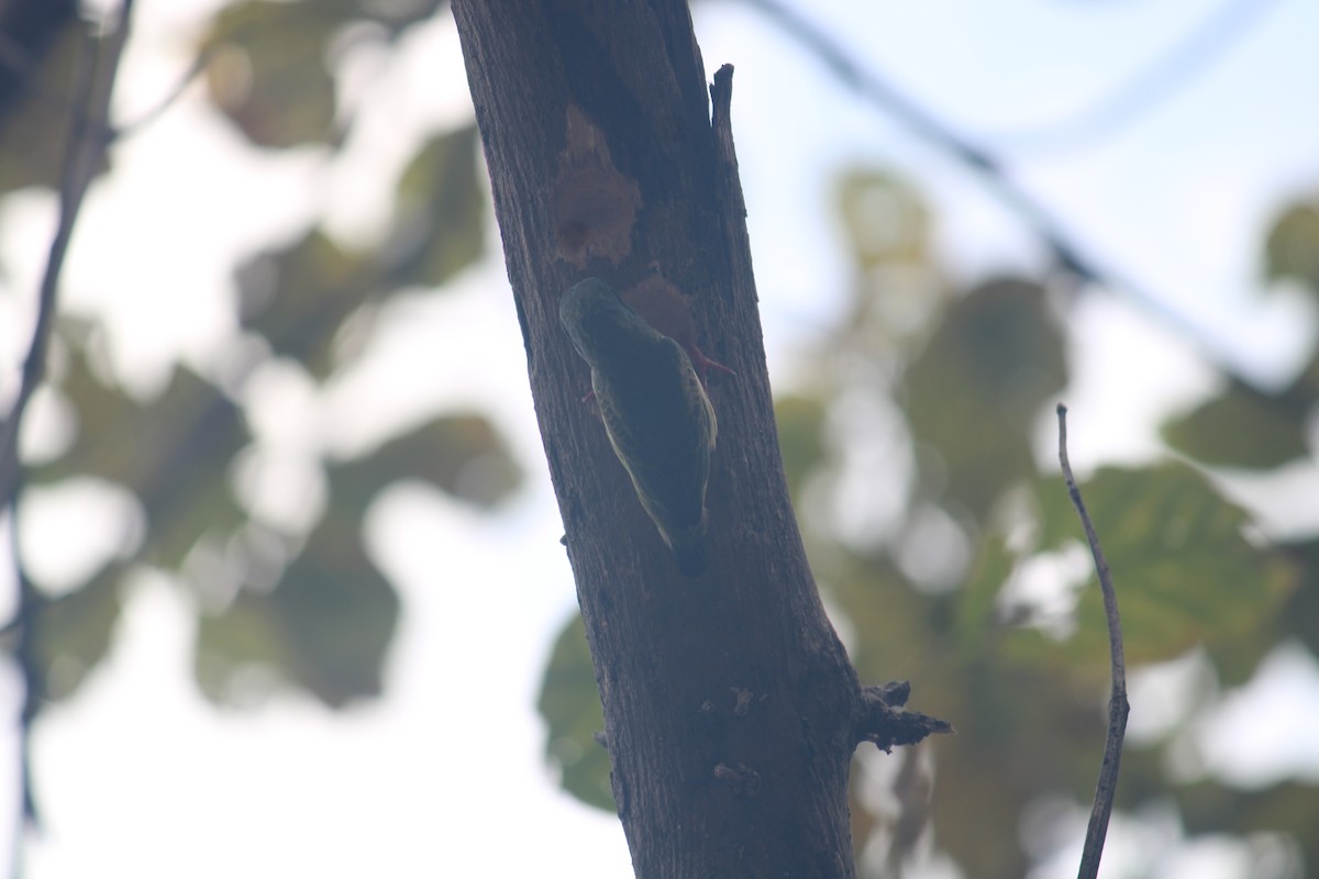 Coppersmith Barbet - ML614981900