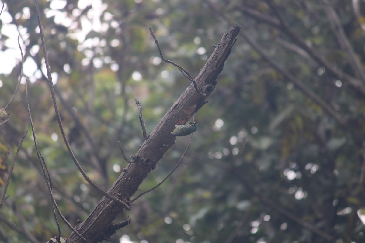 Coppersmith Barbet - ML614981901