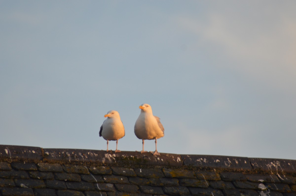 Herring Gull - ML614981919