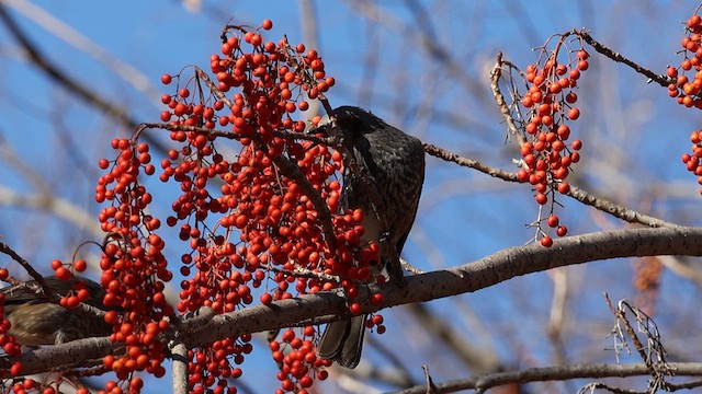 Bulbul Orejipardo - ML614981922