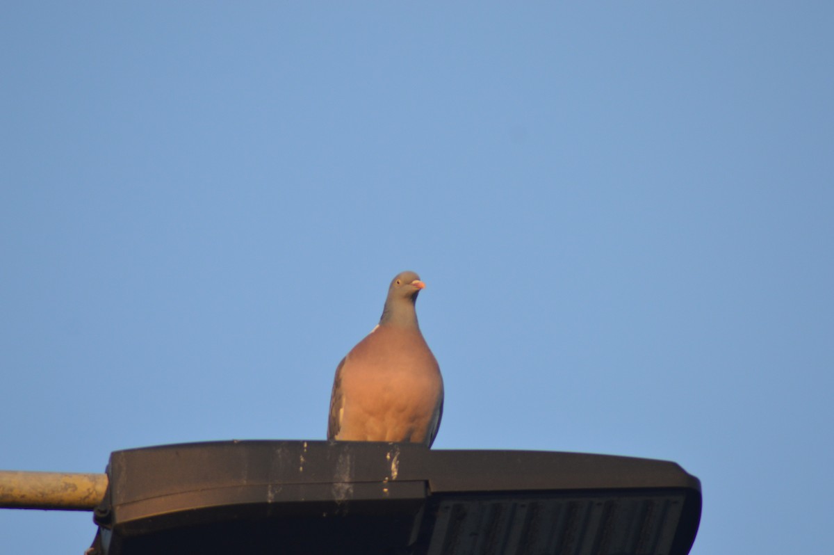 Common Wood-Pigeon - ML614981936