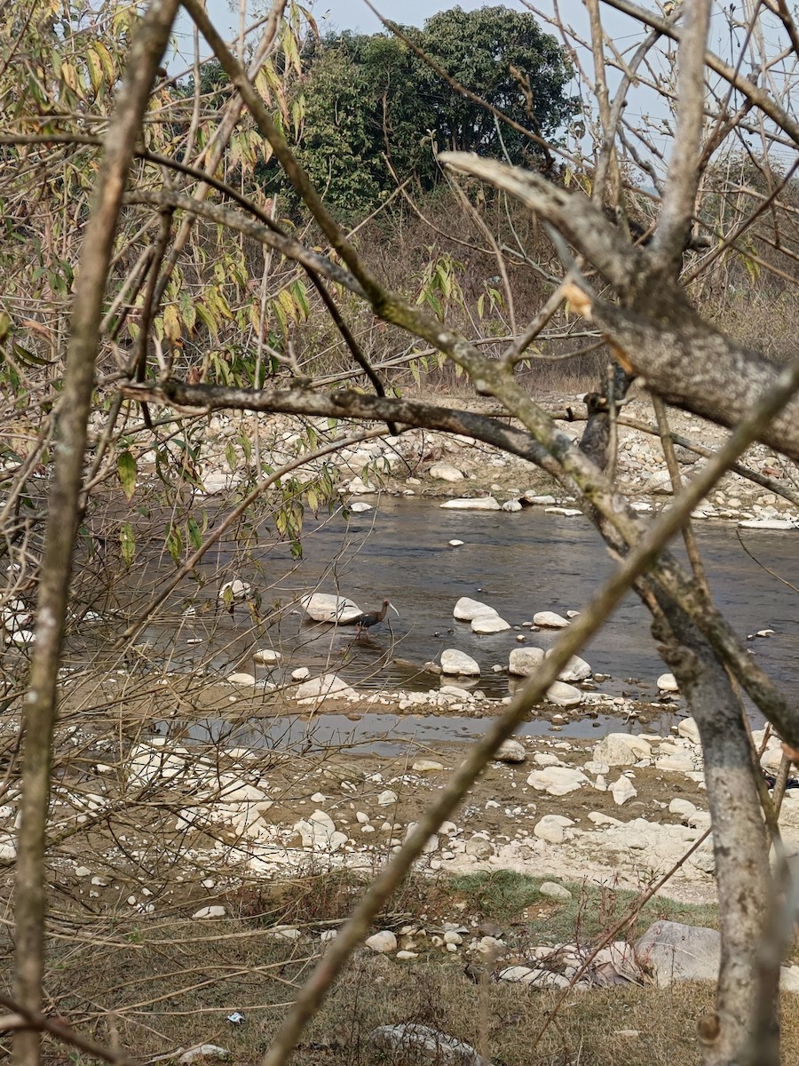 Red-naped Ibis - ML614981961