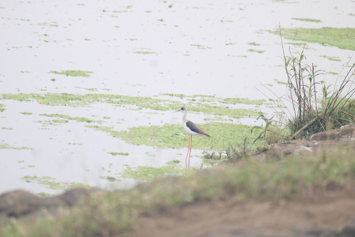 Black-winged Stilt - ML614981978