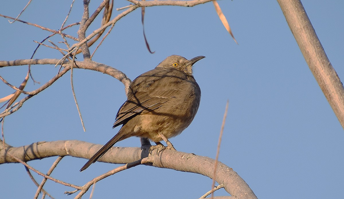 Curve-billed Thrasher - Scott Jackson