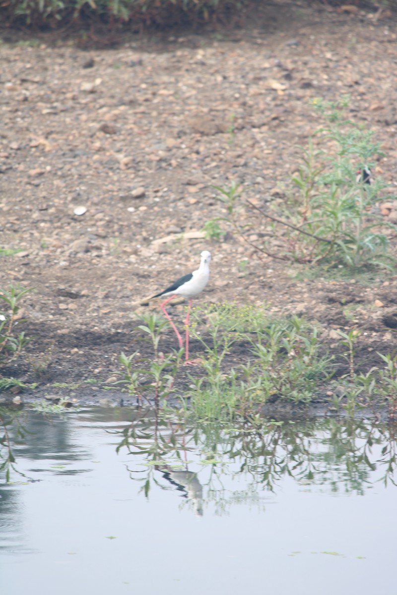 Black-winged Stilt - ML614982040