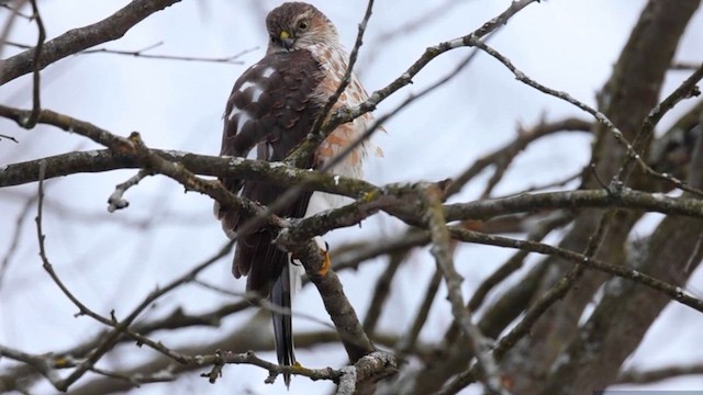 Sharp-shinned Hawk - ML614982048