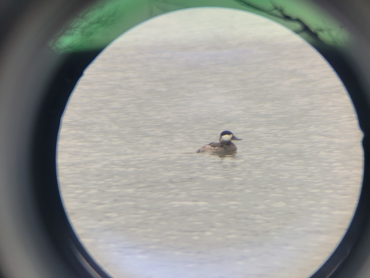 Ruddy Duck - ML614982119