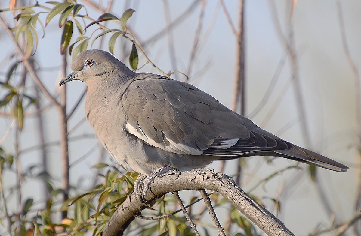 White-winged Dove - ML614982155