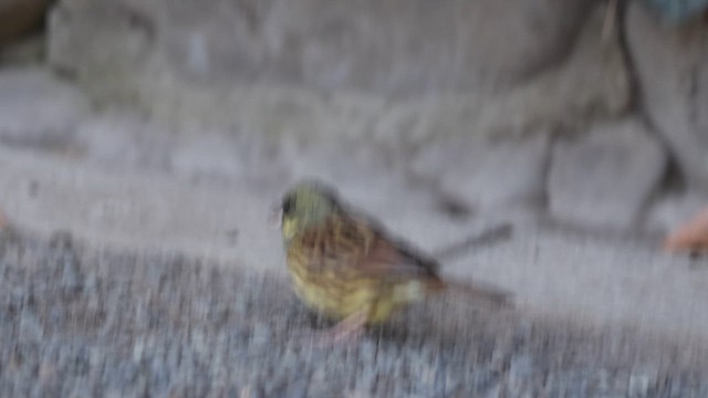 Masked Bunting - ML614982163