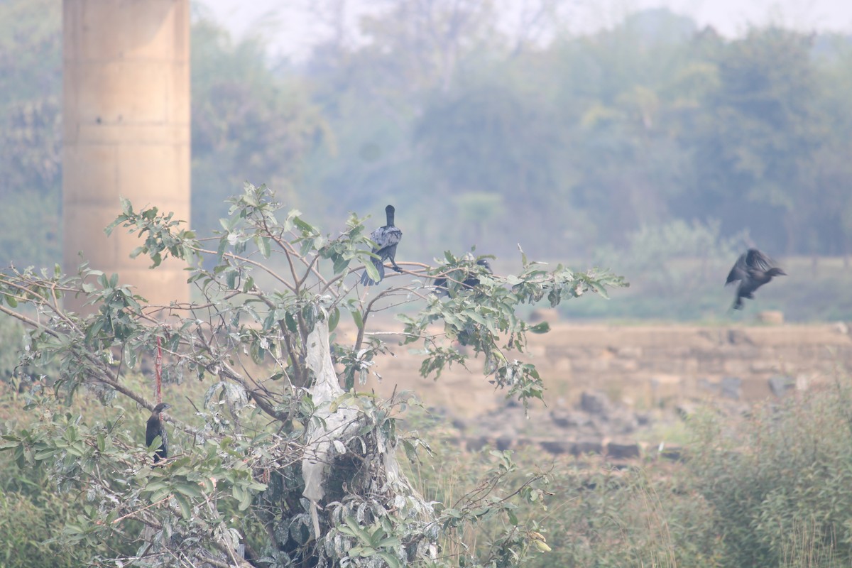 Cormoran à cou brun - ML614982187