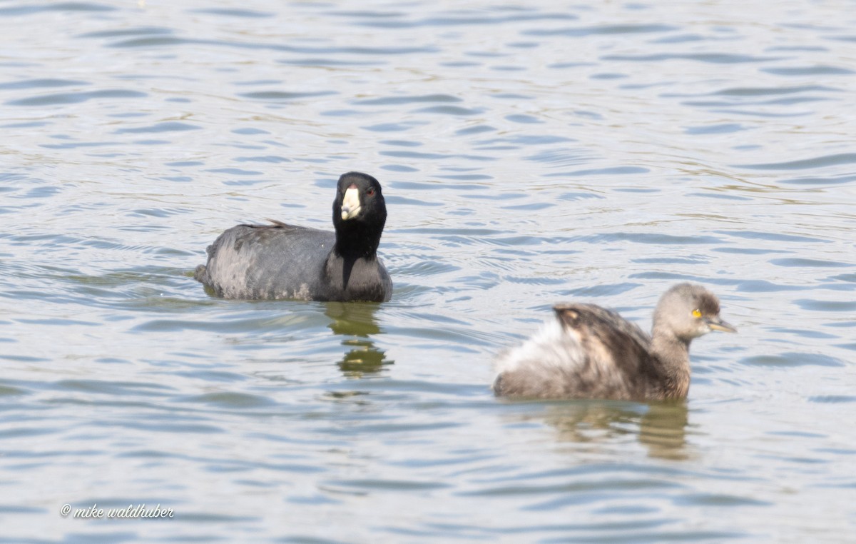 American Coot - Mike Waldhuber