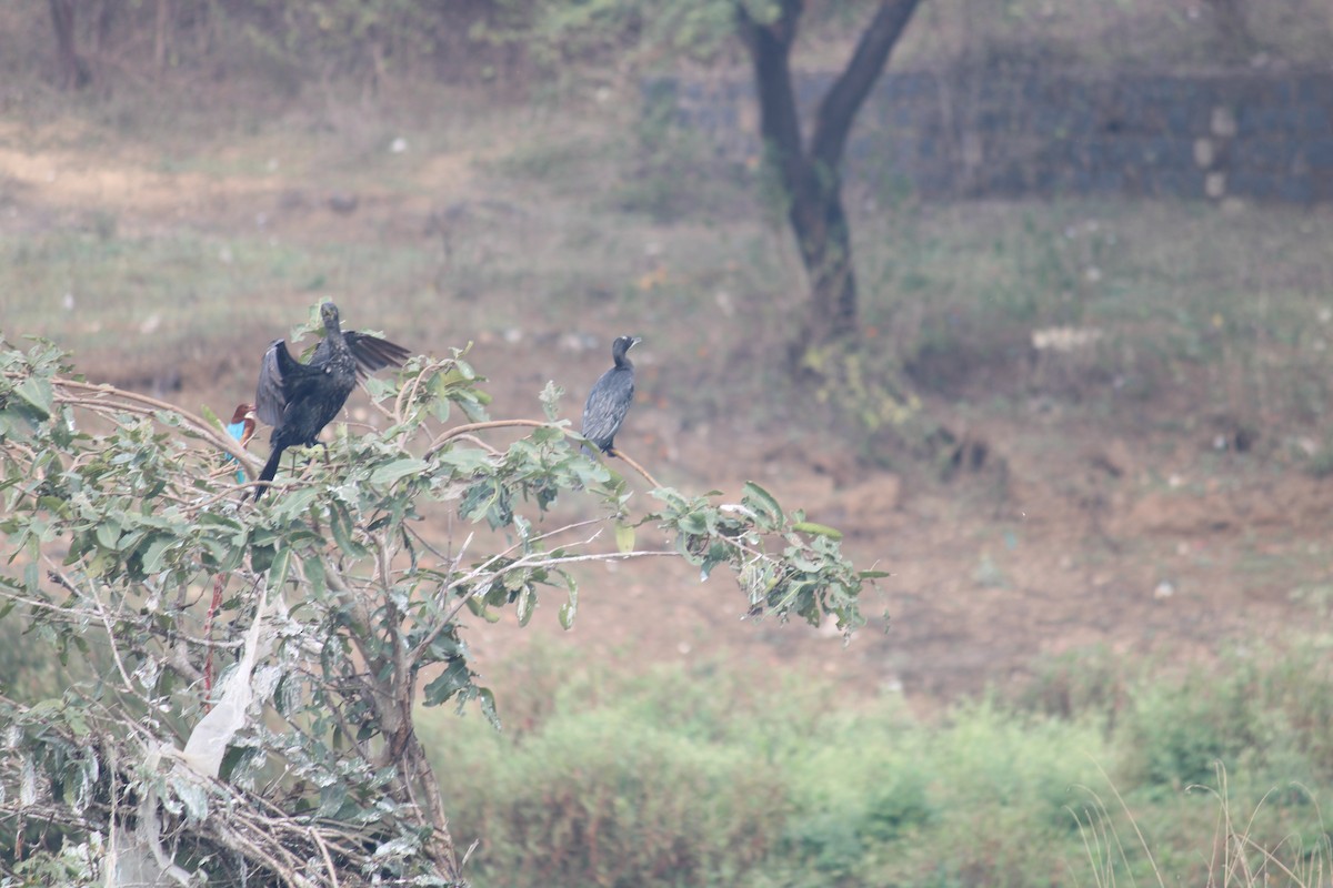 Indian Cormorant - ML614982199