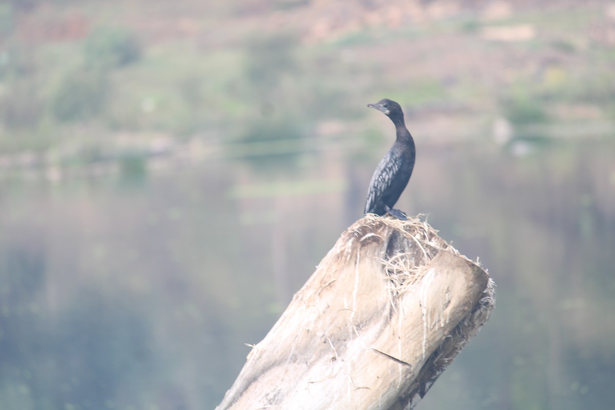 Cormoran à cou brun - ML614982210