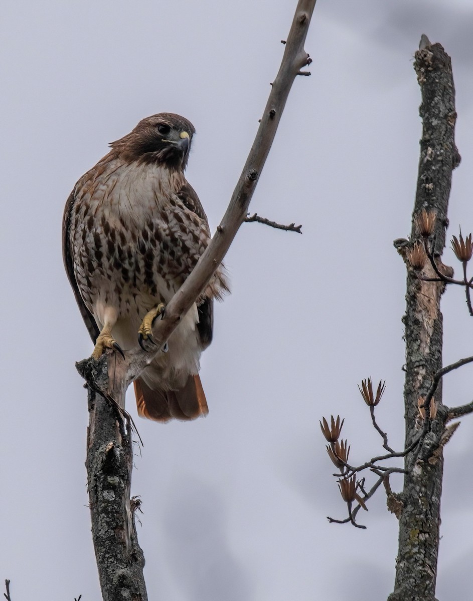 Red-tailed Hawk - ML614982227
