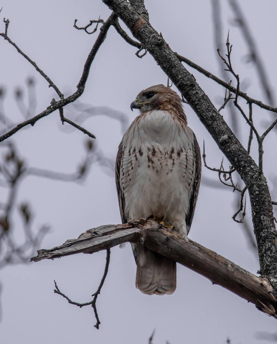 Red-tailed Hawk - ML614982228