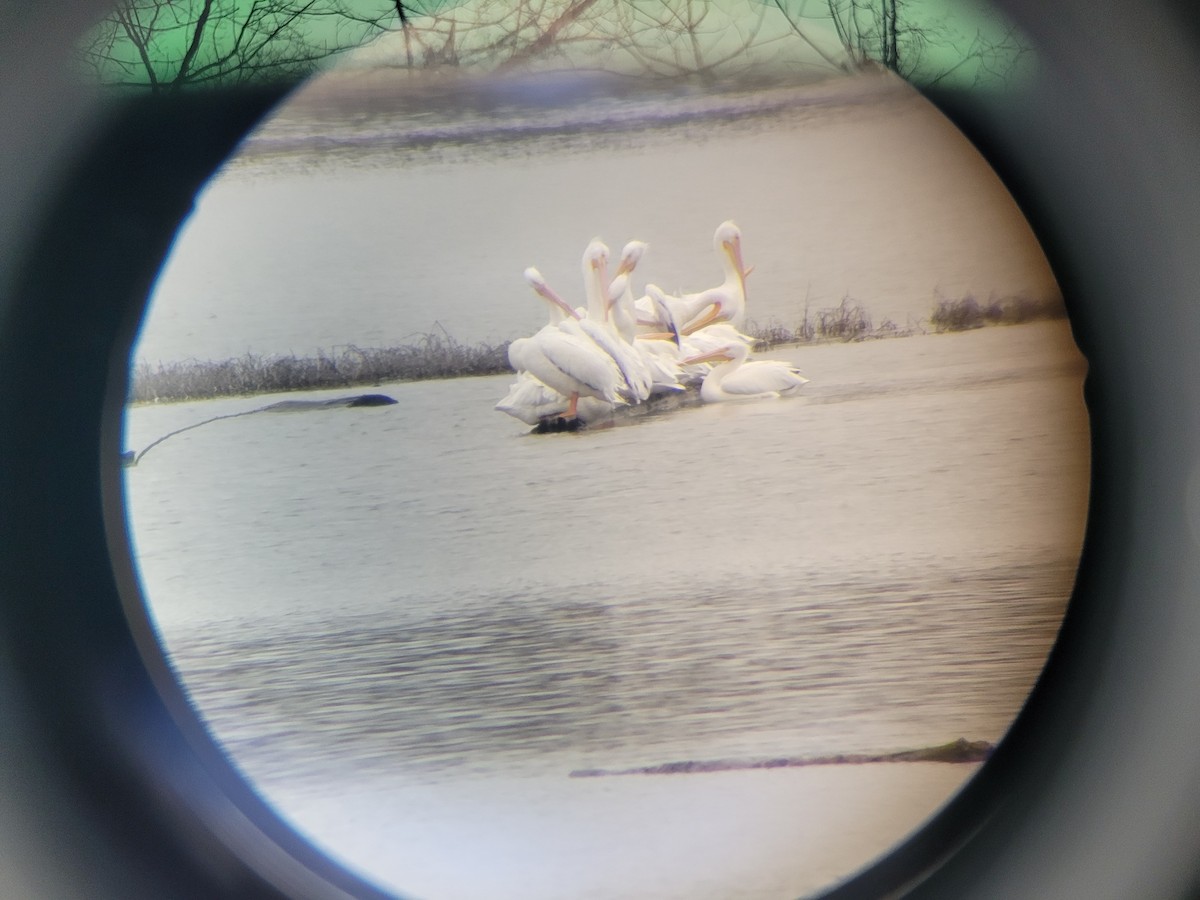 American White Pelican - ML614982243