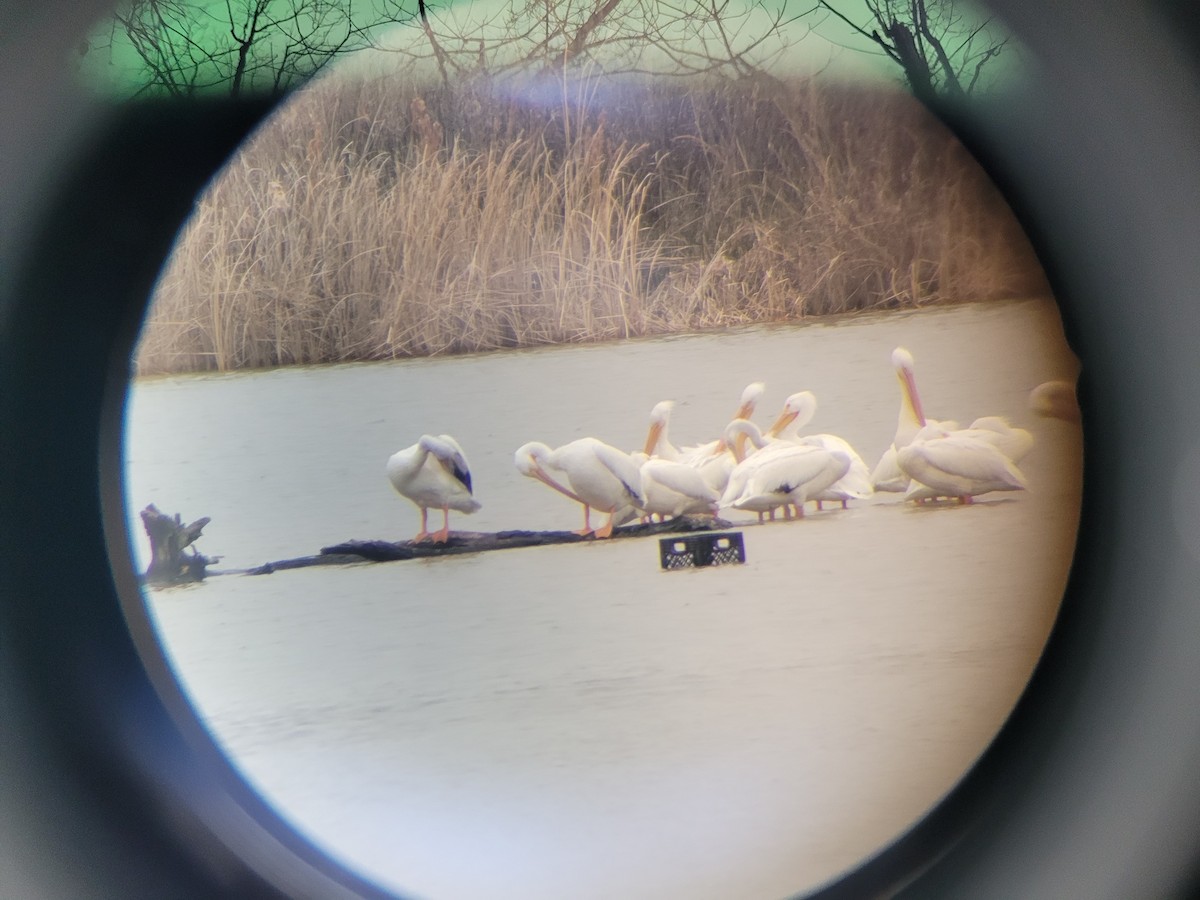 American White Pelican - ML614982246