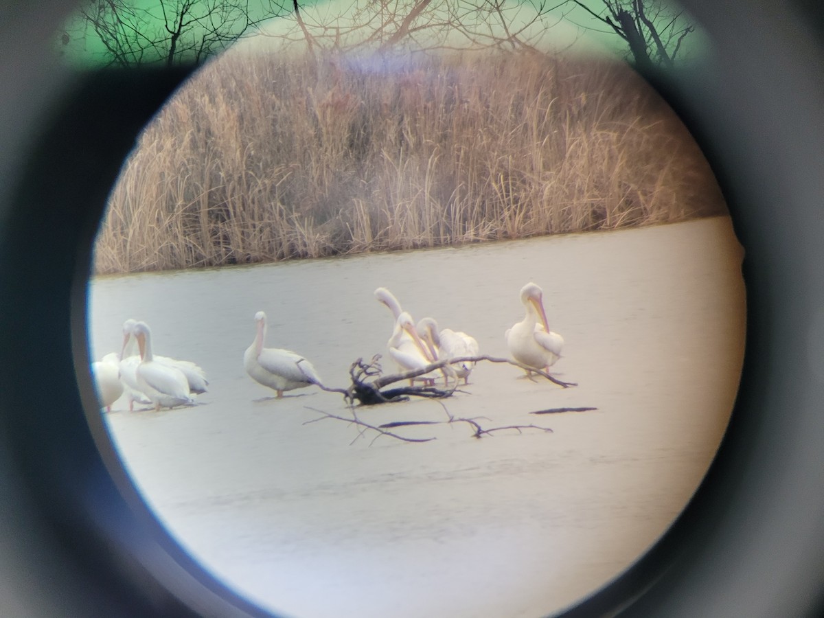 American White Pelican - ML614982247