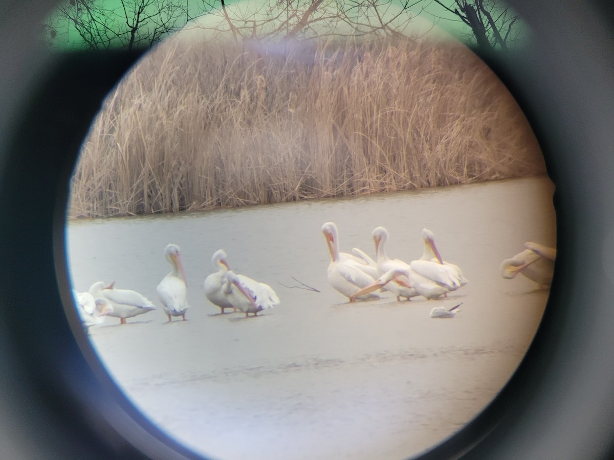 American White Pelican - ML614982248